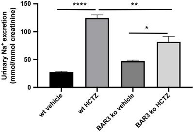 Activation of the Thiazide-Sensitive Sodium-Chloride Cotransporter by Beta3-Adrenoreceptor in the Distal Convoluted Tubule
